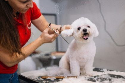 Is Pet Grooming Good or Bad?