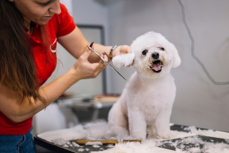 Is Pet Grooming Good or Bad?